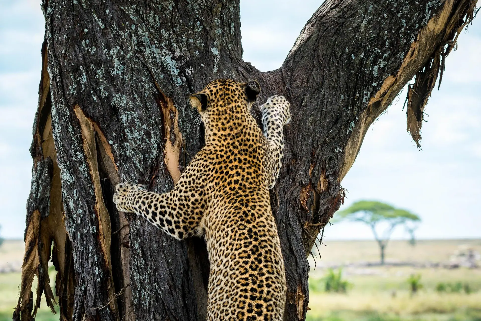 Territorial marking
