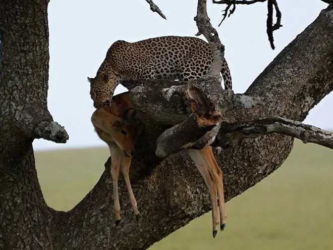 Tree-hoisted kills