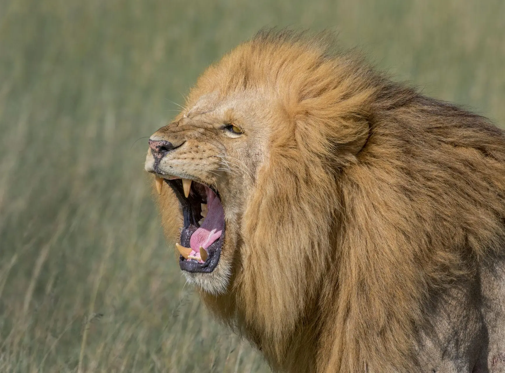 Territorial roaring