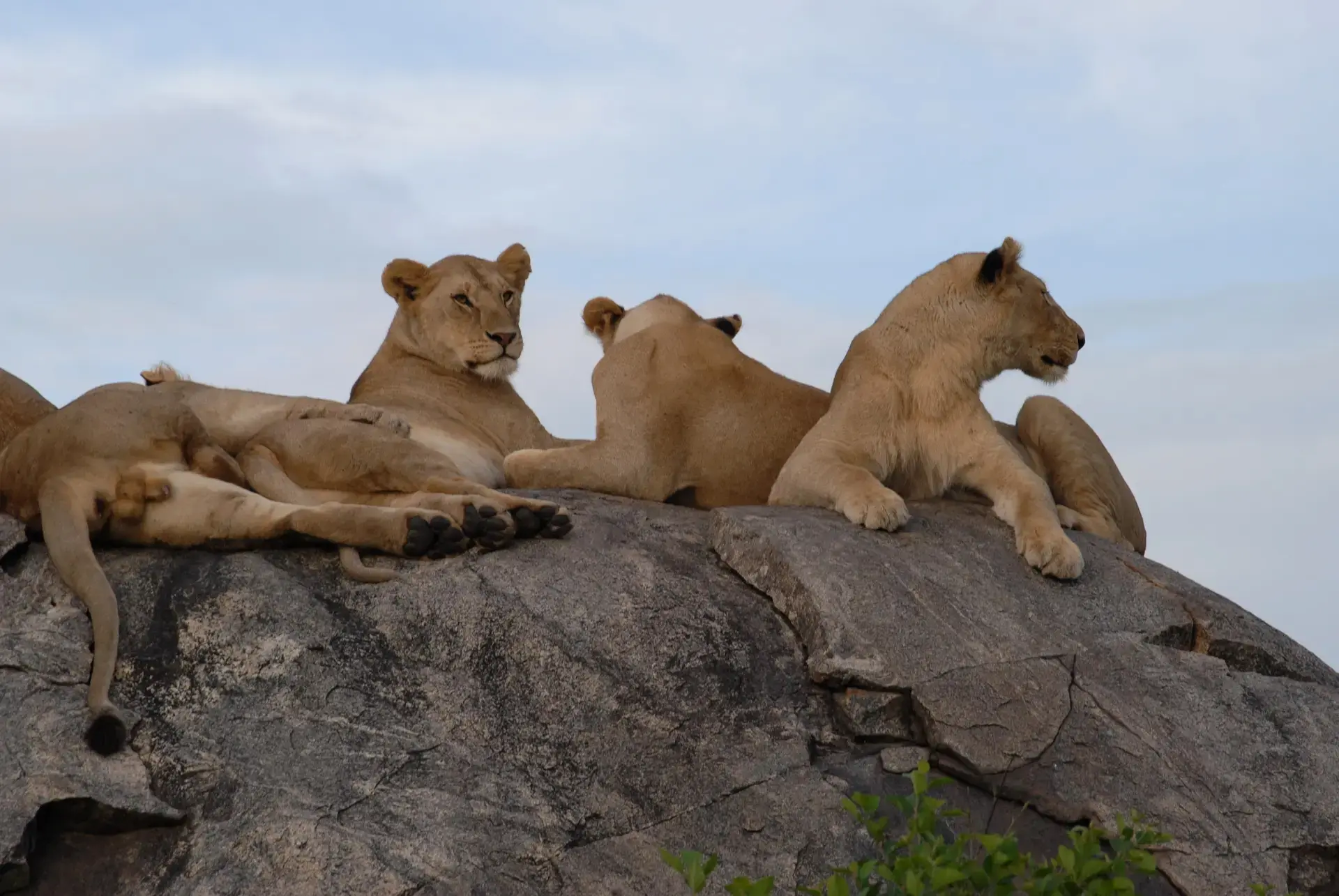 Central Serengeti (Seronera)
