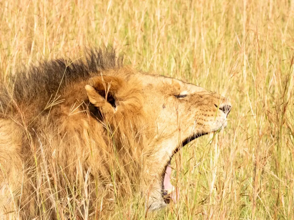 Serengeti Wildlife Guide