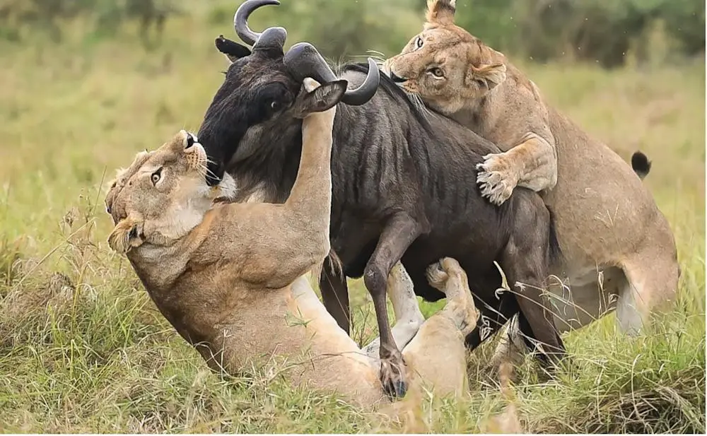 Cooperative hunting