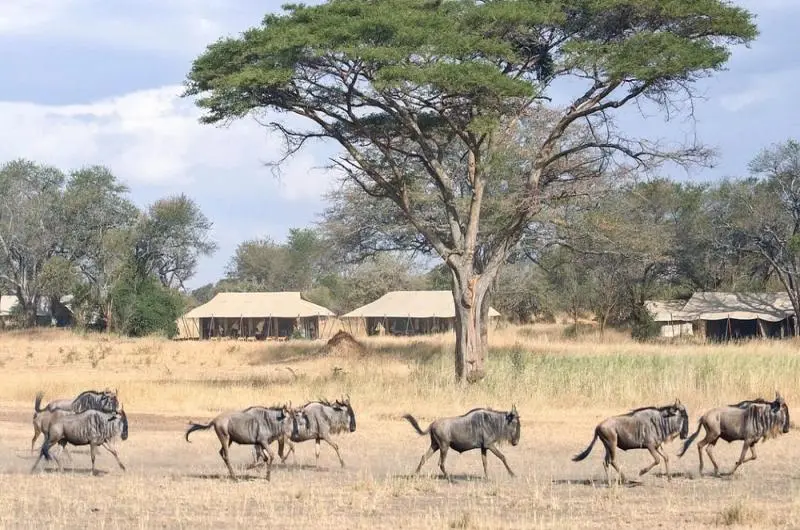 Mobile migration camps