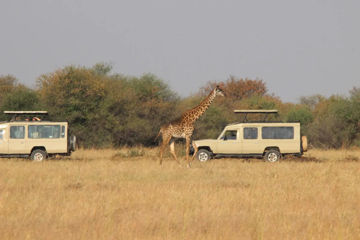 Things to do in Serengeti