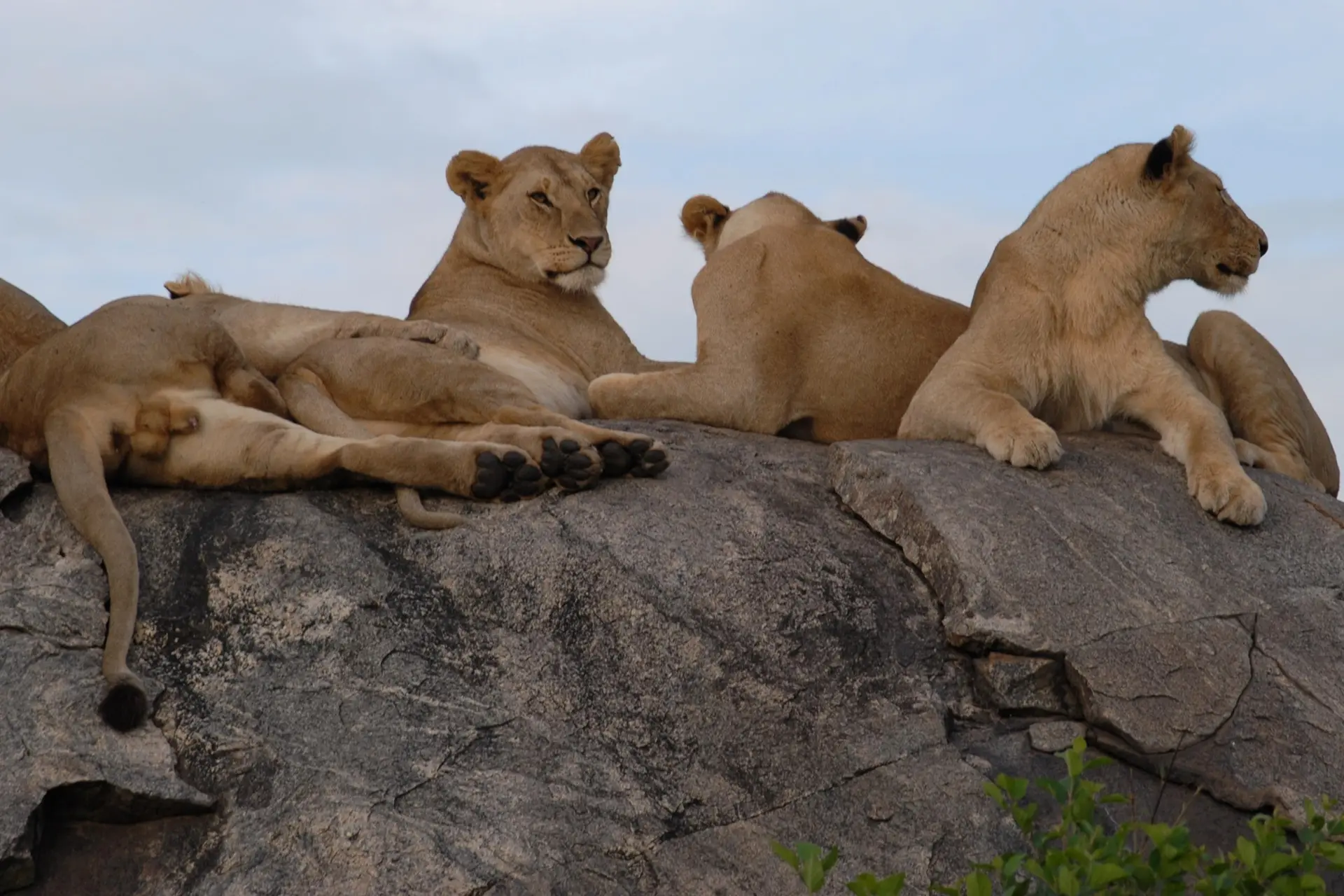 Plan Your Safari