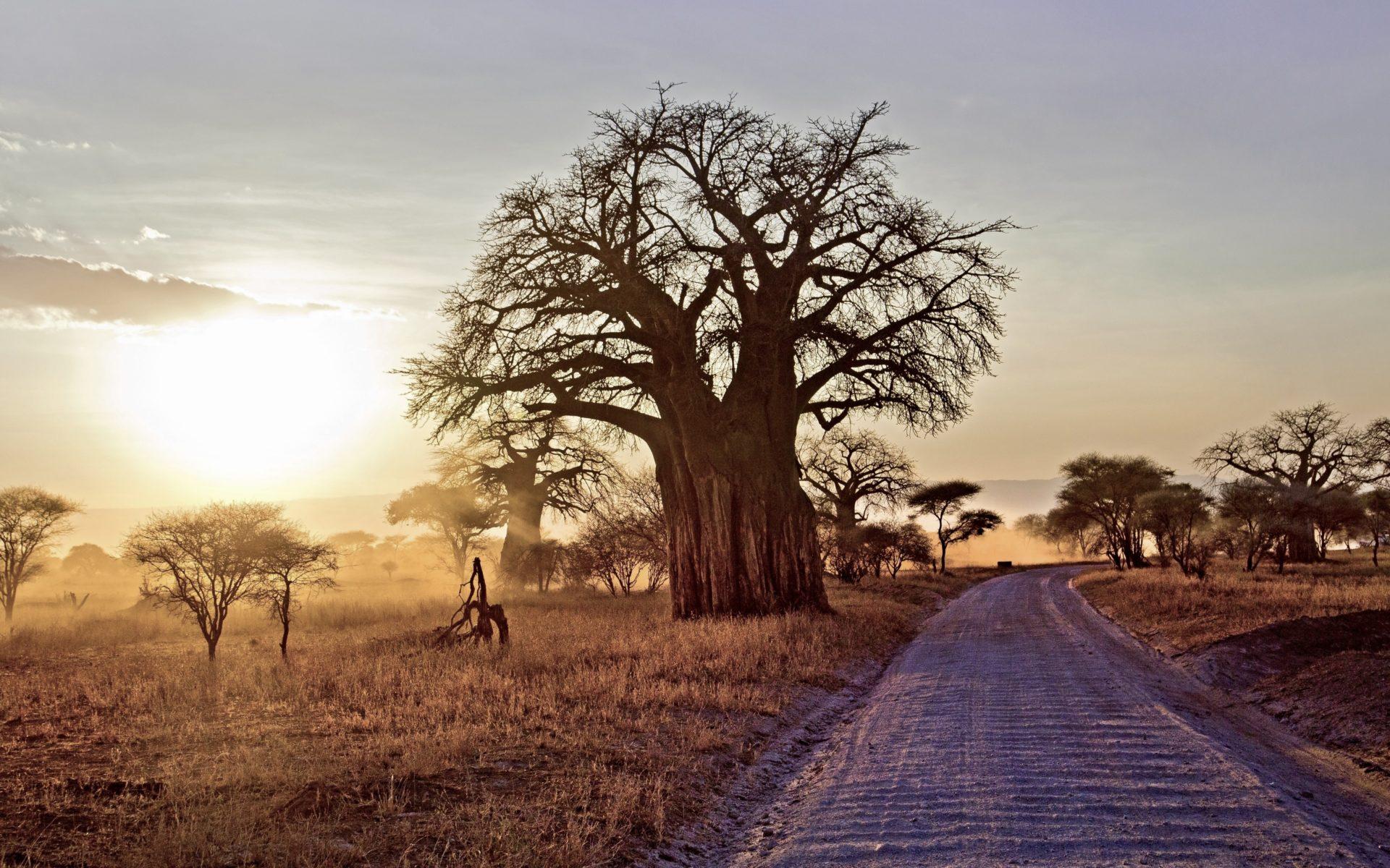 Baobab vistas