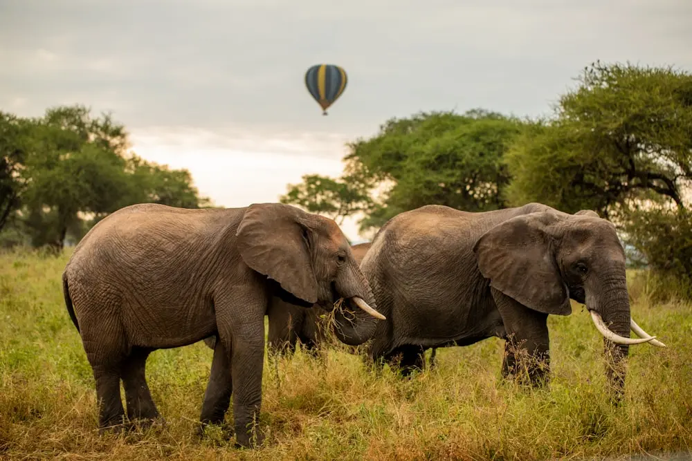 Is Serengeti the only option?