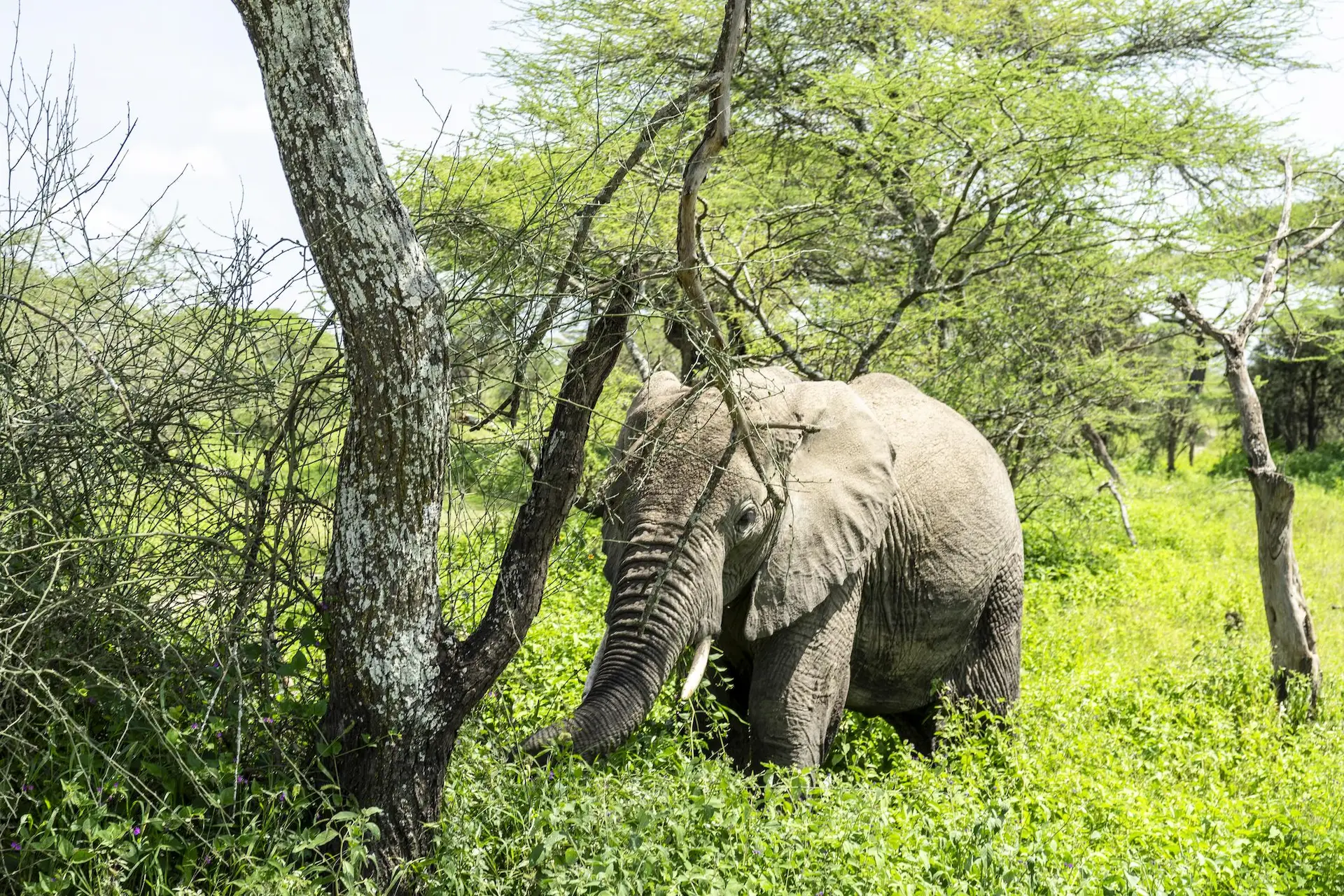 Visit the Western Corridor for elephant