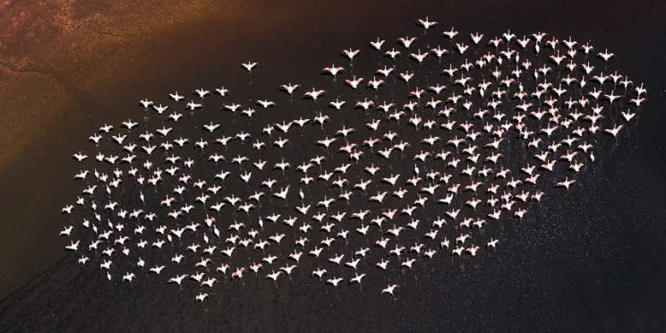 Fly-in Safari