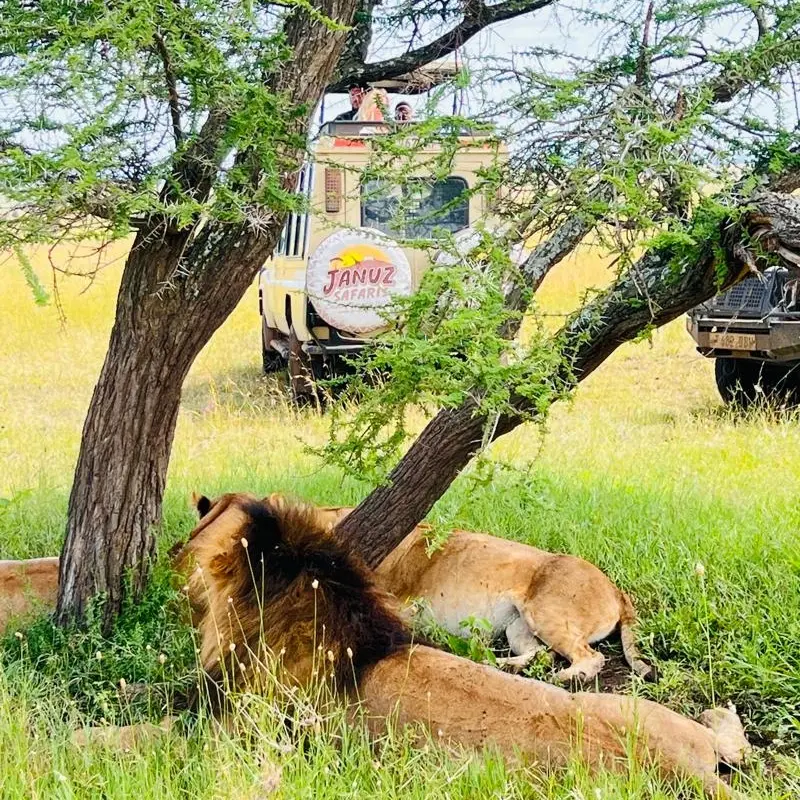 Private Safari