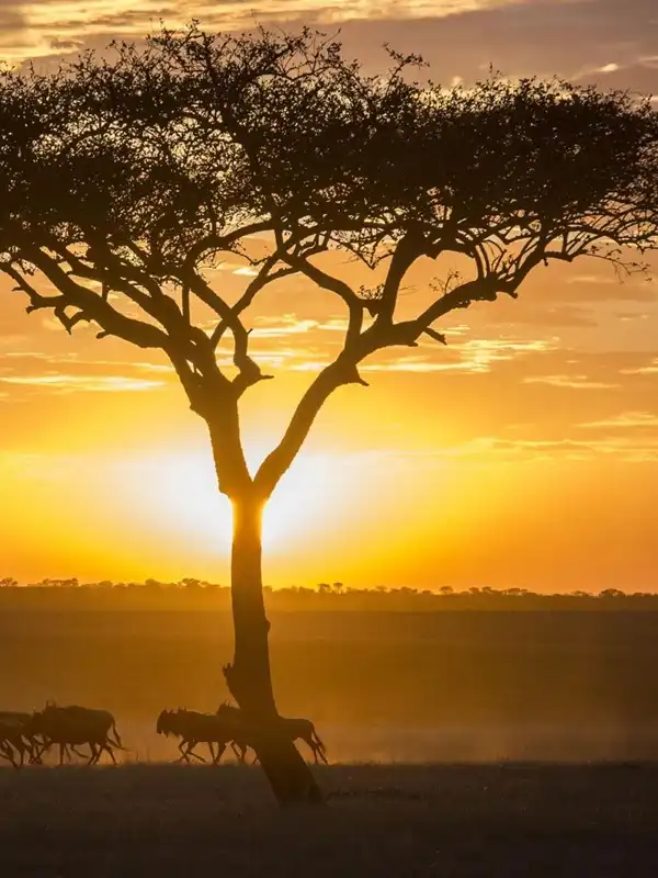 Best Time to Visit Serengeti
