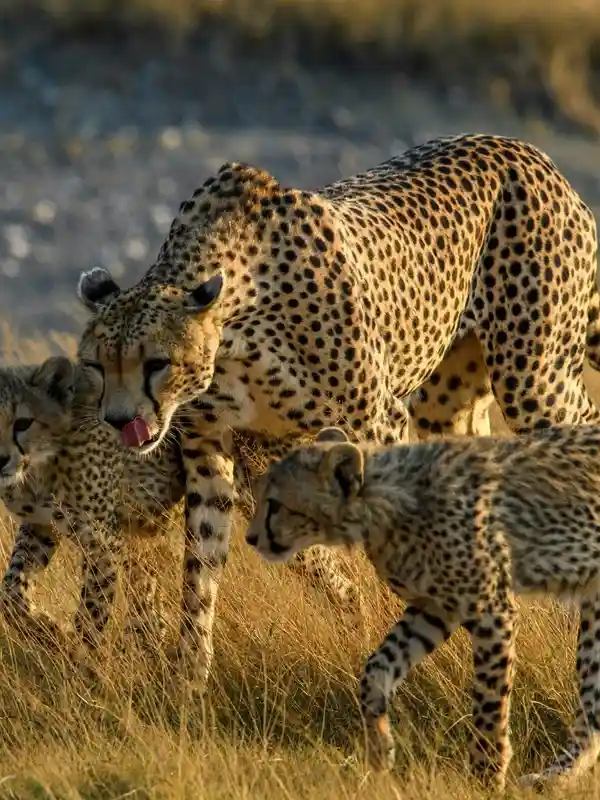 Cheetahs in Serengeti