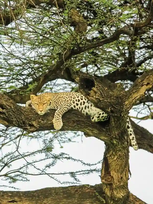 Leopards in Serengeti