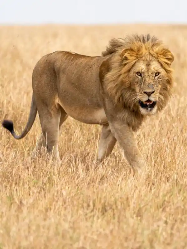 Lions in Serengeti