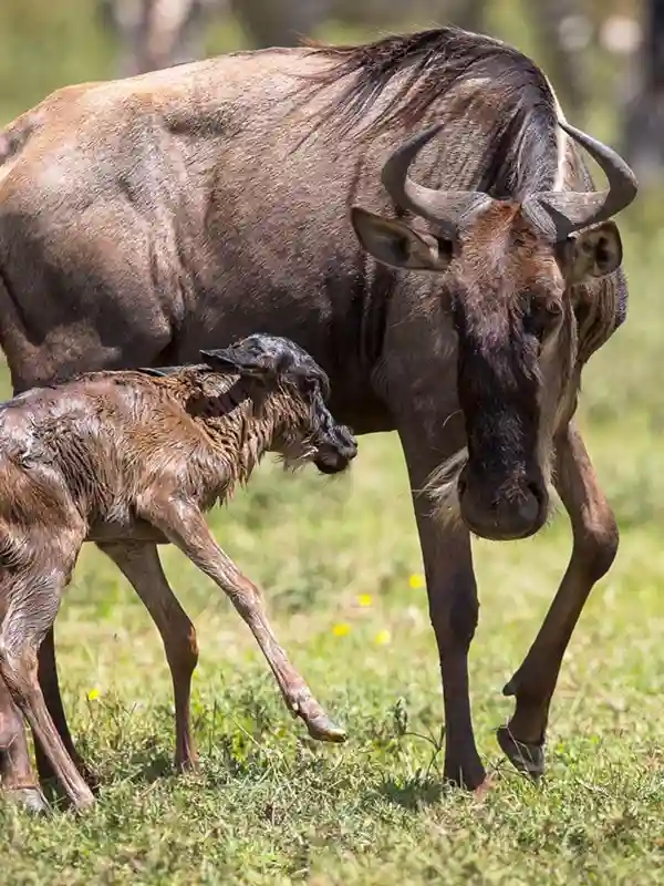 Serengeti Calving Season