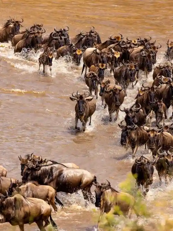 Serengeti Migration Guide