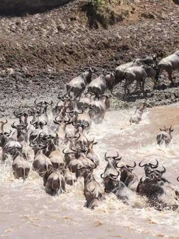 Mara River Crossing Guide