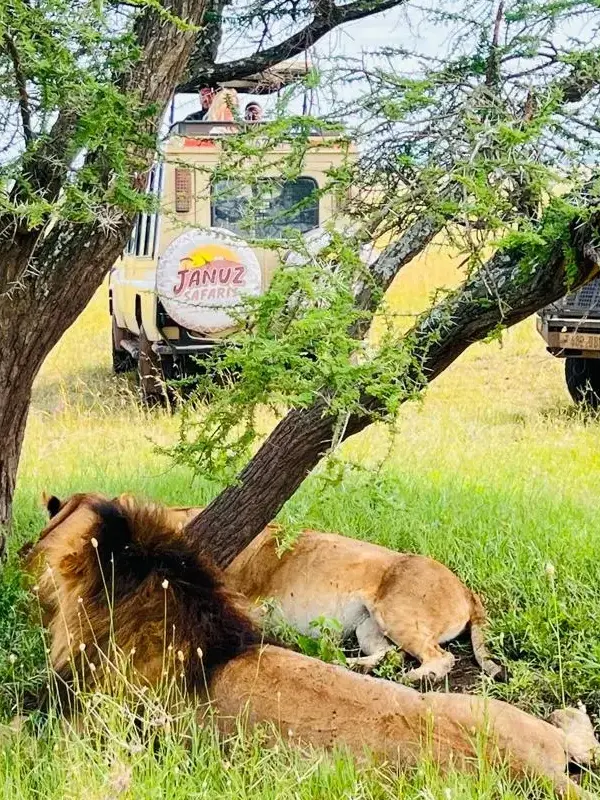 Serengeti Wildlife Guide