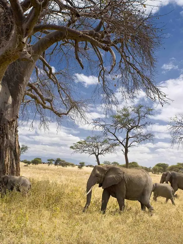 Tarangire National Park