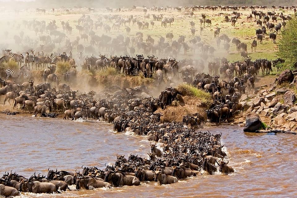 Great Migration Safari