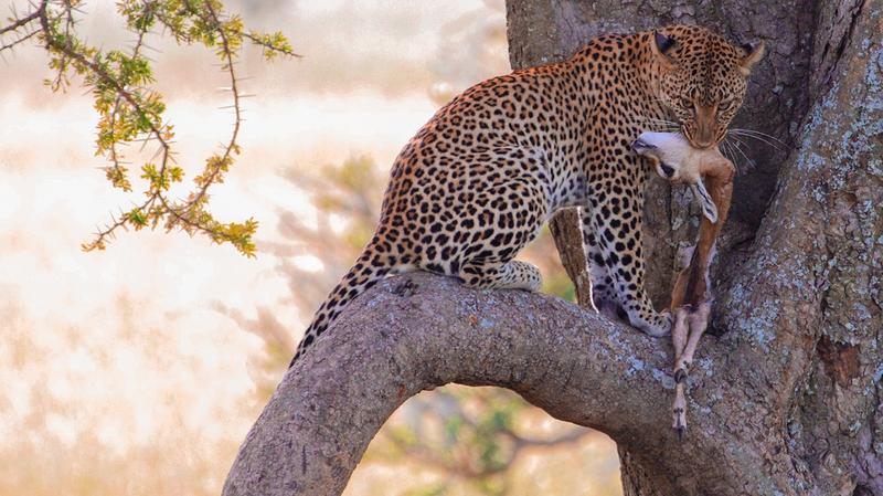 💁 Central Serengeti (Seronera)