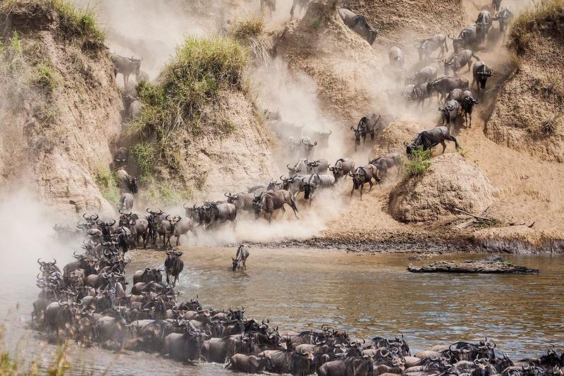 🐂 Northern Serengeti (Lamai / Kogatende)