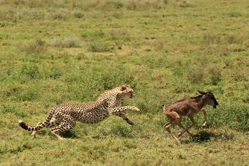 🌿 Southern Serengeti (Ndutu)