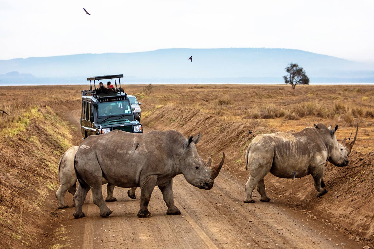 Big-Five-Safari