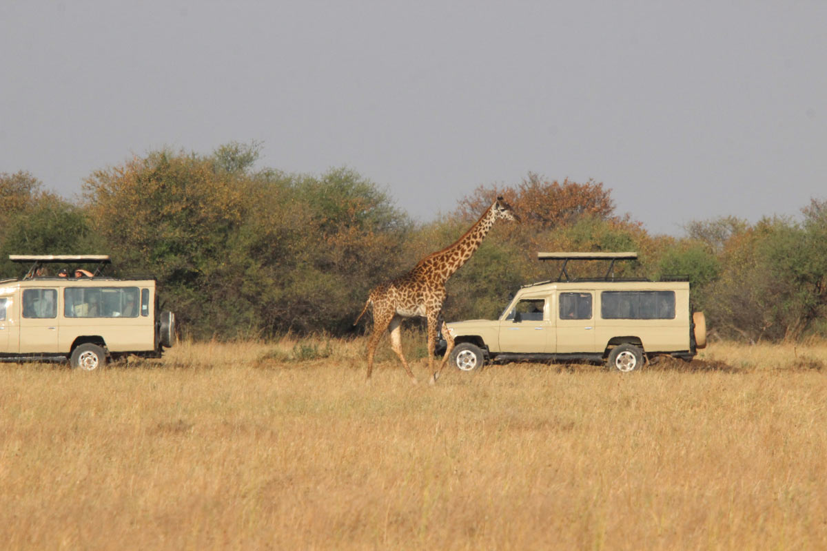 Game Drives